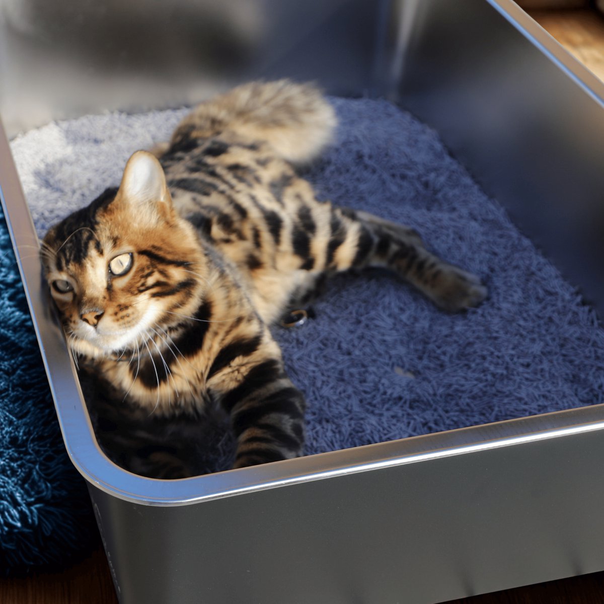 Productfoto 1 van Cat Litter Prince of Qatar® | RVS Kattenbak 60x40x20 cm | Stainless steel | Zwart Gecoat | Voor Grote en Kleine Katten | Hygiënisch en Duurzaam