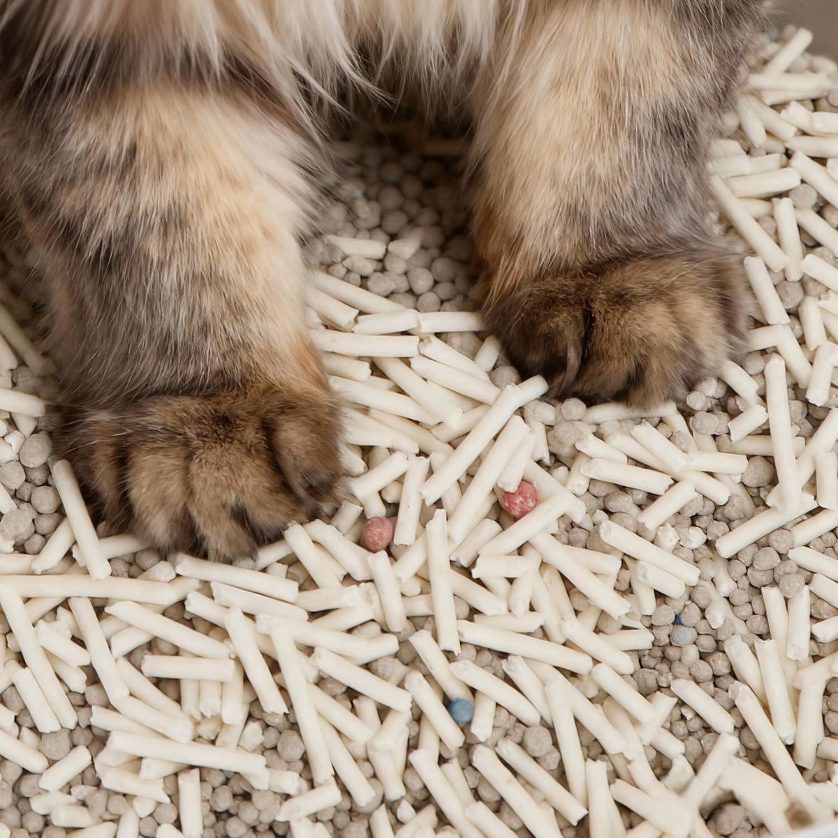 Miniatuur van productfoto 3 van Kattenbakvulling Tofu - Natuurlijk Zand - Geur Neutraliseren - Klontert Snel - 2.5 kg - Beige